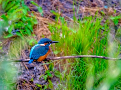 Kingfisher photo