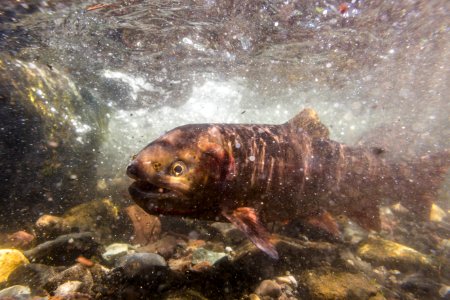 Spawning Yellowstone cutthroat trout (Oncorhynchus clarkii bouvieri) (13) photo