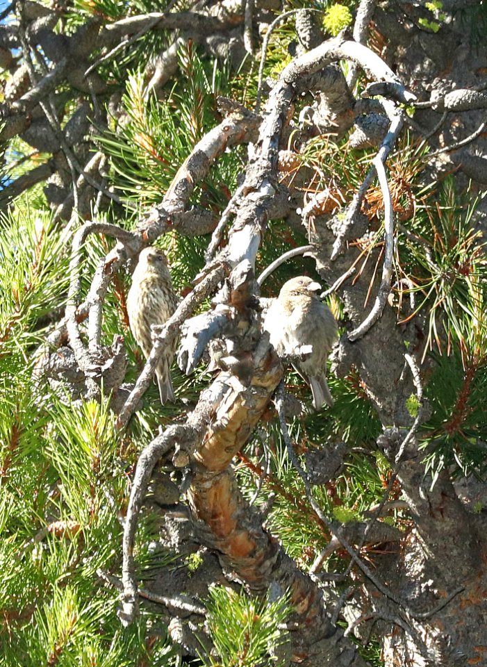 965.5 - CASSIA CROSSBILL (6-30-2018) trail n-w from upper penstamon c g, cassia co, id -15 juv
