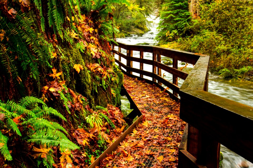 Sweet Creek Trail, Oregon