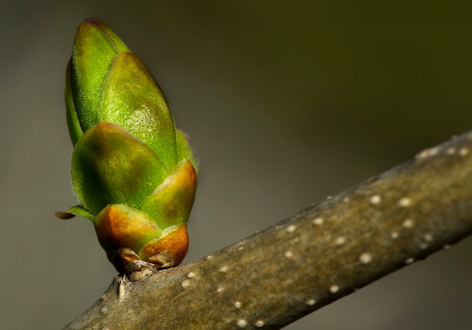 Spring nature tree
