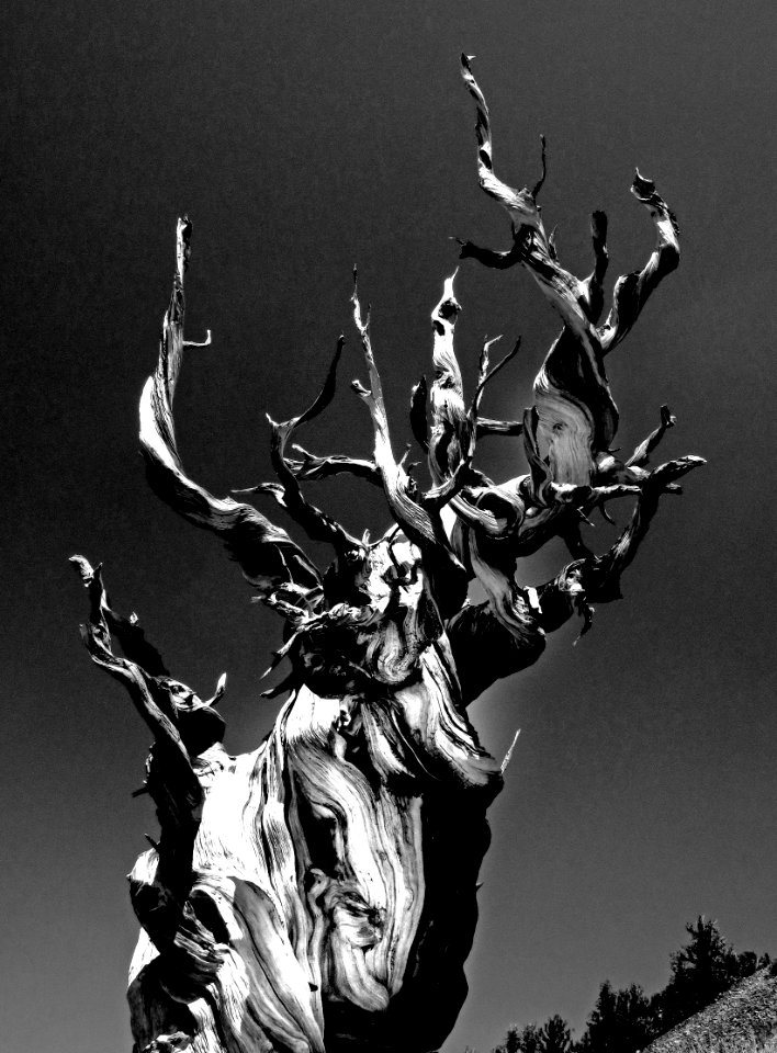 INYO BRISTLECONES & CAMPSITE (8-13-2017) - 05 BW3