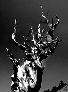 INYO BRISTLECONES & CAMPSITE (8-13-2017) - 05 BW3