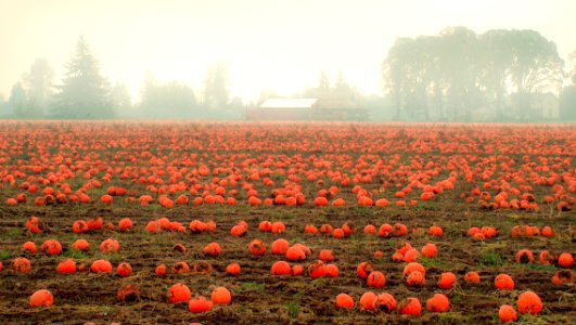 Pumpkins in the fog, Oregon photo