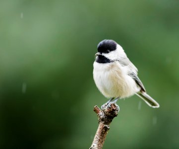 Carolina Chickaee