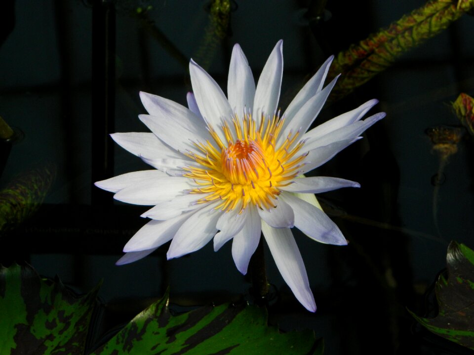 Flower nature plant