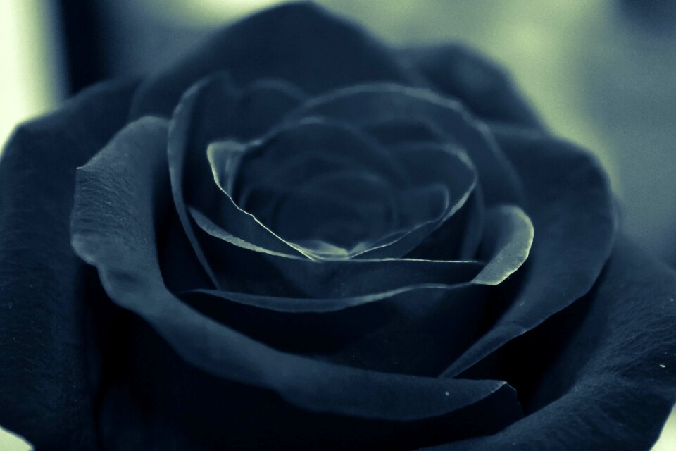 Rose wallpaper blue flower blue rose