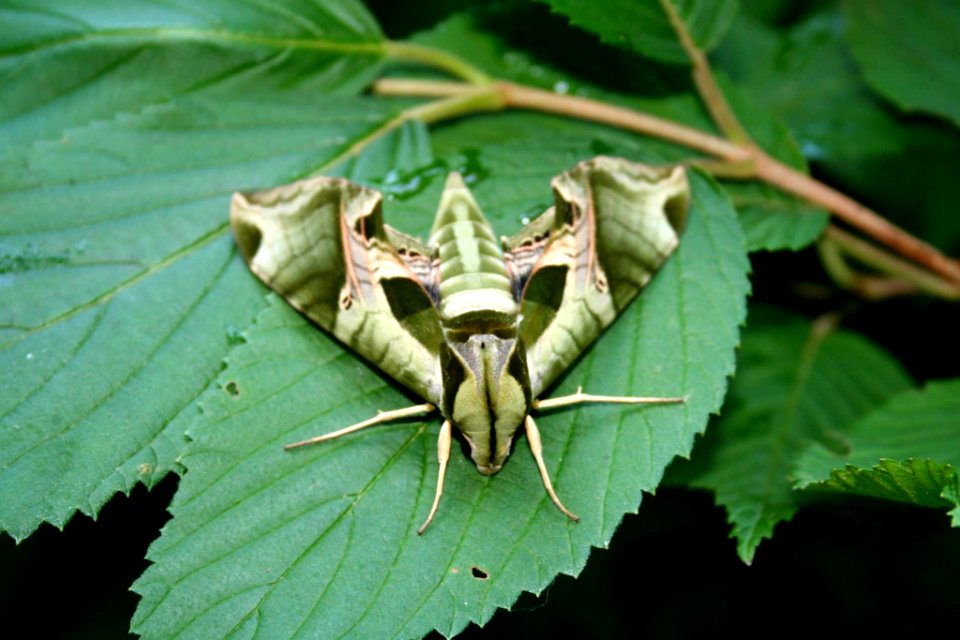 Pandora Sphinx Moth