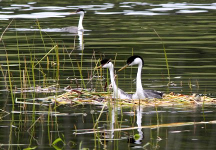 100 - WESTERN GREBE (4-13-10) santa margarita lake, sloco, ca
