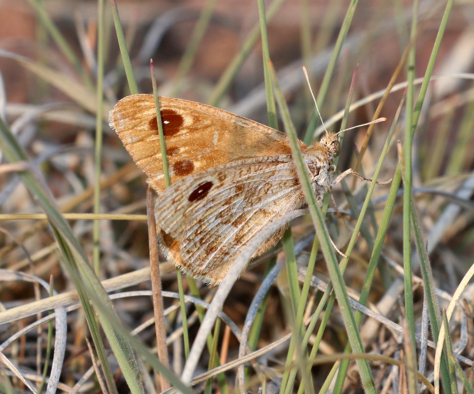 SATYR, RIDING'S (Oeneis ridingsii) (6-18-2020) luna lake, near alpine, apache co, az -13