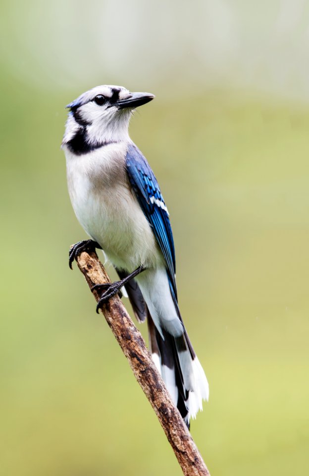 Blue Jay photo