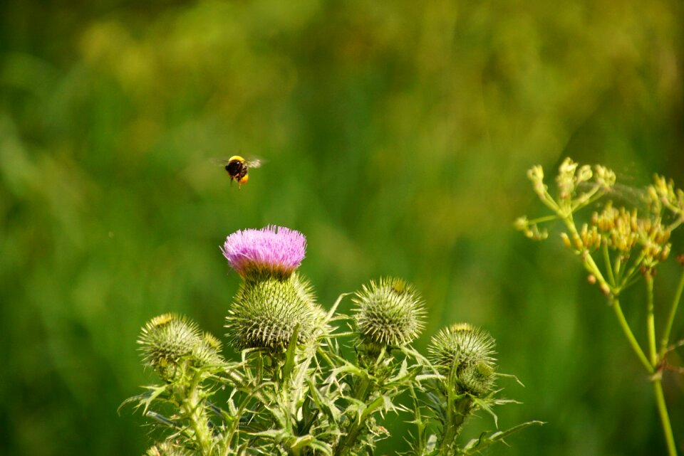 Insect plant flowers