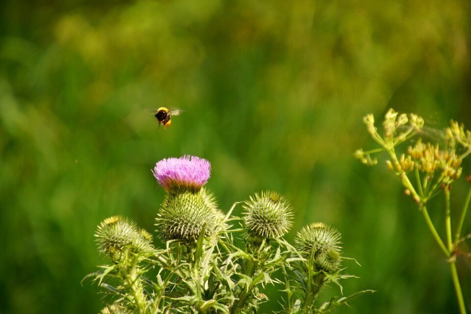 Insect plant flowers photo