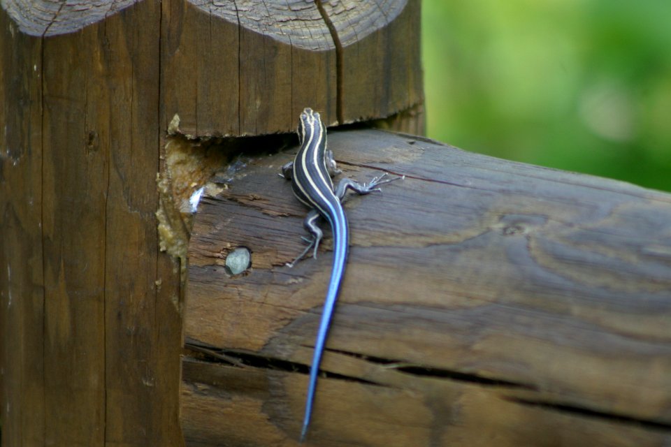 Juvenile Five-lined Skink