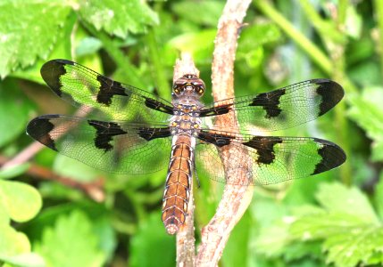 WHITETAIL, COMMON (Plathemis lydia) (6-11-2015) pepperell, middlesex co, ma -01 photo