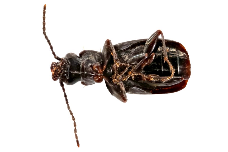 Syntomus americanus (bottom view)