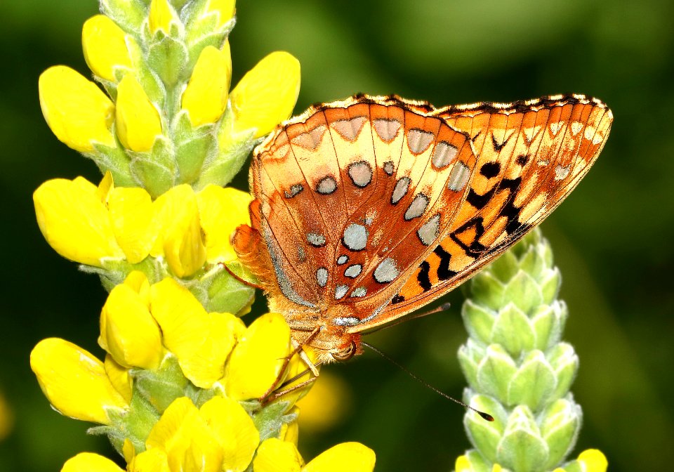 FRITILLARY, GREAT SPANGLED (Speyeria cybele) (6-12-2017) daniel boon native gardens, boon, watuga co, nc-06