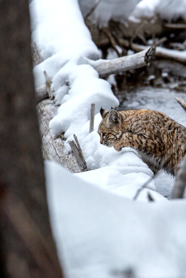 Bobcat along the Madison River