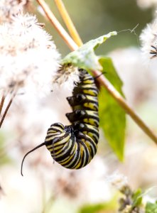 Caterpillar photo