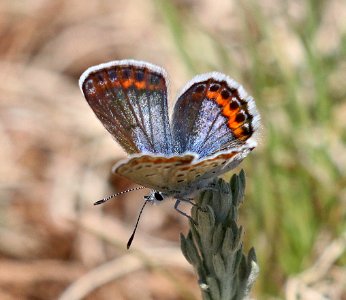 BLUE, MELISSA (Lycaeides melissa) (5-23-2020) terry flats, escdilla mts, apache co, az -04