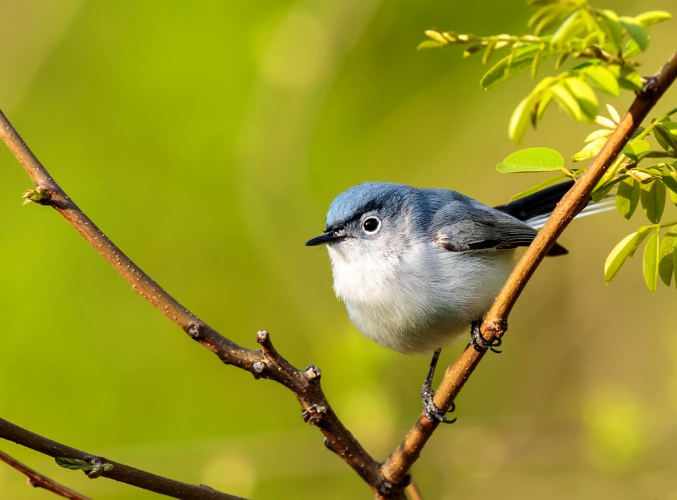 Blue-gray Gnatcatcher
