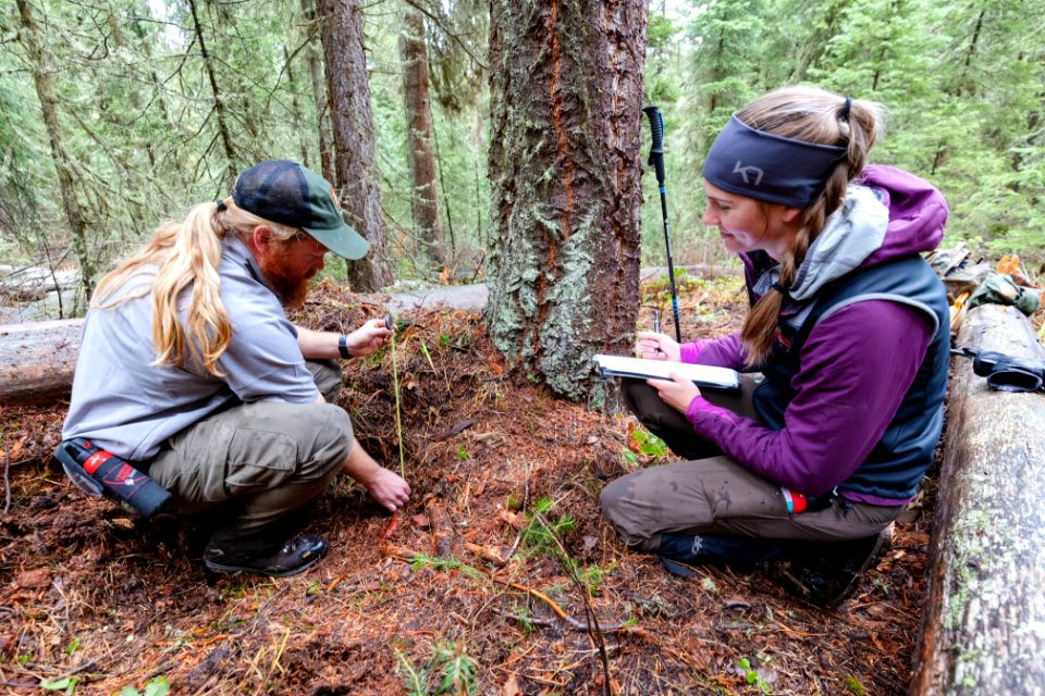 A biological technician and Montana State University graduate student take measurements of a grizzly day bed site