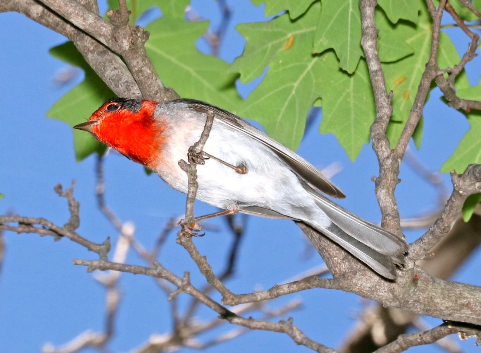 849 - RED-FACED WARBLER (5-30-2016) ramsey canyon, huachuca mts, cochise co, az -02