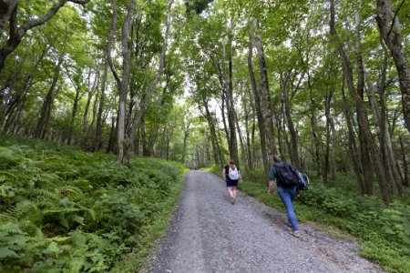 Hiking Lewis Falls