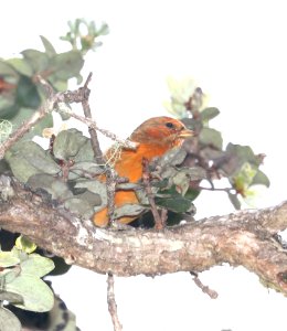 AKEPA (8-30-2017) hakalau forest national wildlife refuge, hawaii co, hawaii -03 imm male photo