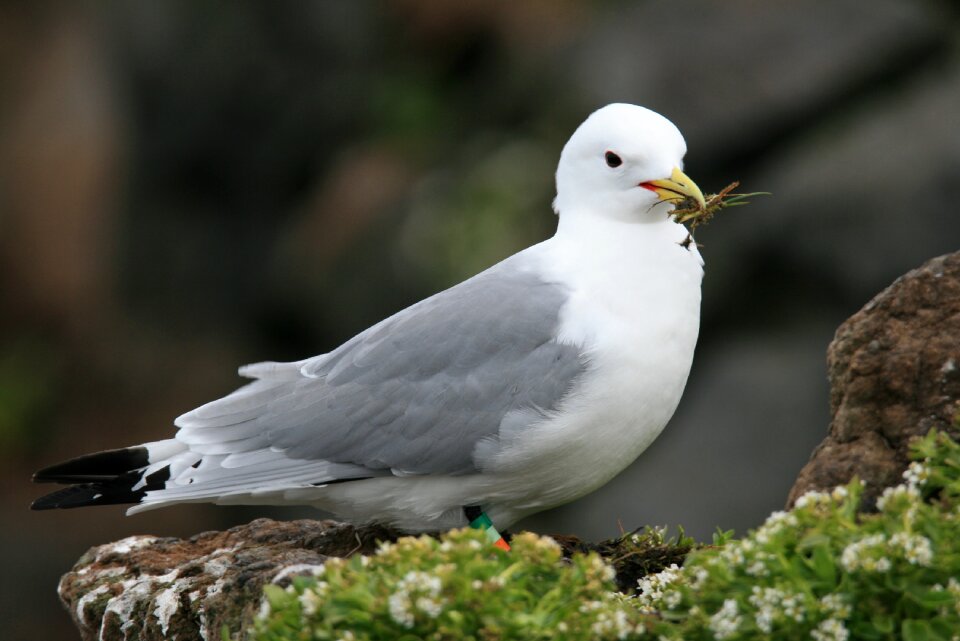 Bird northern fulmar fulmarus glacialis