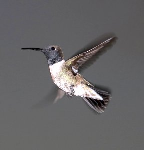 499 - BLACK-CHINNED HUMMINGBIRD (3-20-2017) 78 circulo montana, patagonia lake ranch estates, scc, az -01