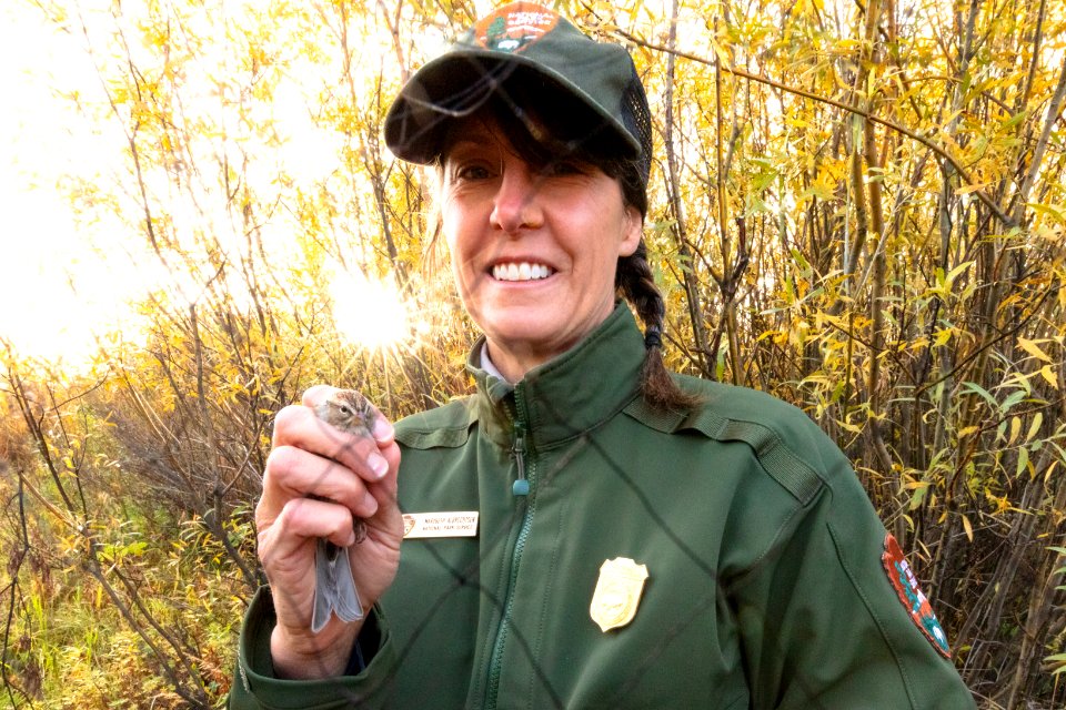 Yellowstone Bird Program (3): Biological Science Technician Mary Beth Albrechtsen holds  a chipping sparrow after removing it from the net