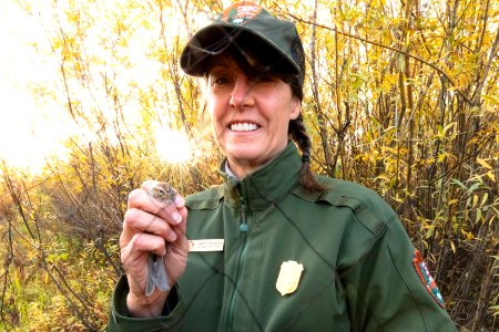 Yellowstone Bird Program (3): Biological Science Technician Mary Beth Albrechtsen holds  a chipping sparrow after removing it from the net