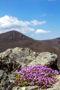 Moss Phlox - Crescent Rock Overlook