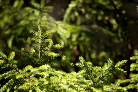 Red Spruce says "Hello"