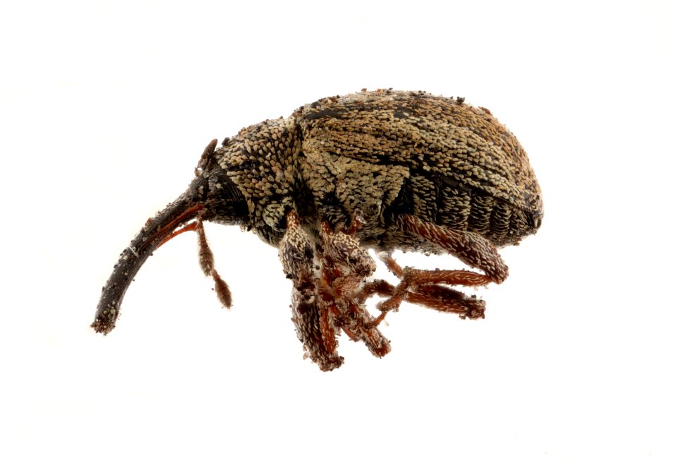Curculionidae 21JUN2016  DunravenRoad Azevedo
