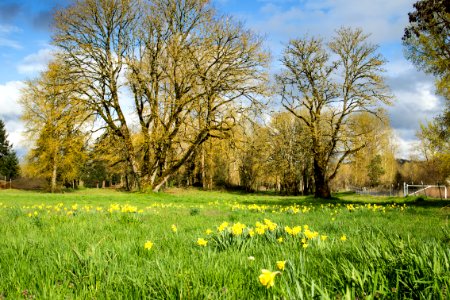 Wild flower field with oak trees, Oregon photo