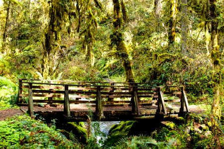 Moss covered trees Soda Creek Park, Oregon photo