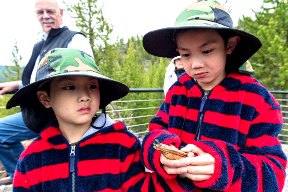 Looking at a beetle on a stick