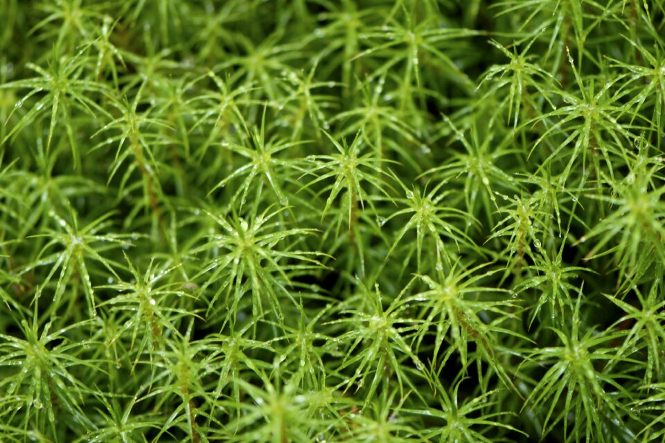 Moss finland summer