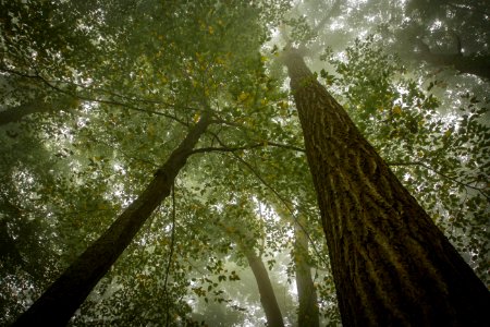 Foggy Forest photo