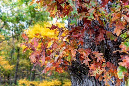 Oak Leaves in Fall Colors photo
