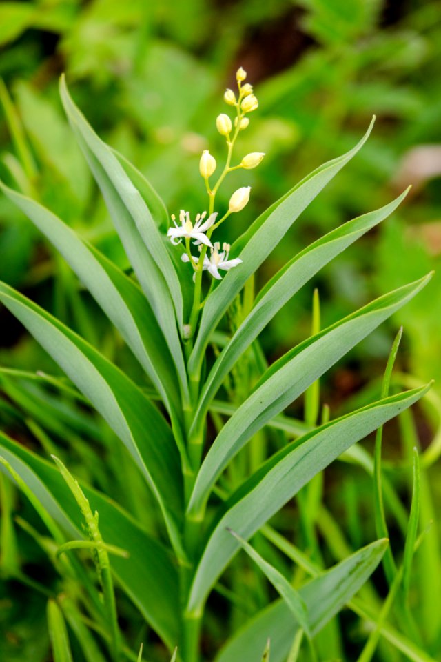 False Solomon's seal - Maianthemum stellatum