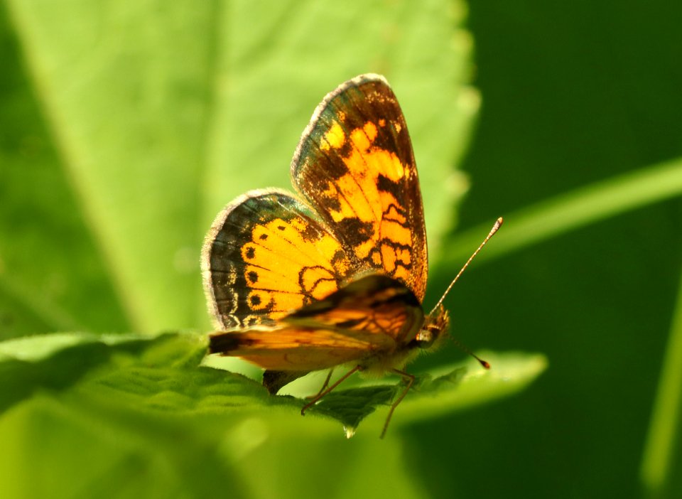 CRESCENT, NORTHERN (Phycoides selenis) (7-20-2019) 6300 ft, emerald lake c g, custer-gallatin nat forest,  -03