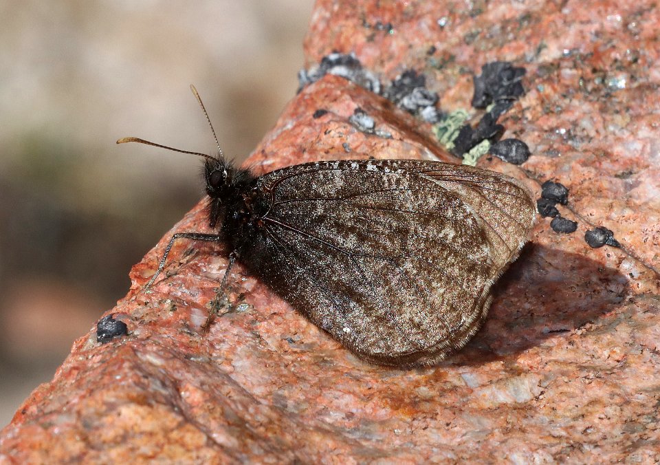 ARCTIC, MELISSA (Oeneis melissa beanii) (7-21-2020) 11100 ft, bear tooth hwy, park co, wy (5)