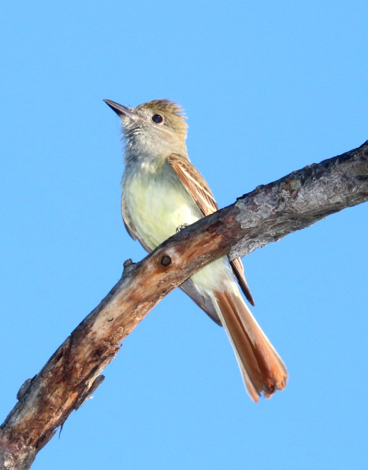 593 - GREAT CRESTED FLYCATCHER (6-9-2017) patsy pond nature trail, croatan nat forest, carteret co, nc -01