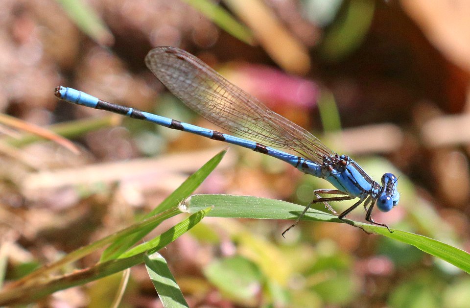 DANCER, AZTEC (Argia nahuana) (9-27-2020) sonoita creek, patagonia, santa cruz co, az -02 male