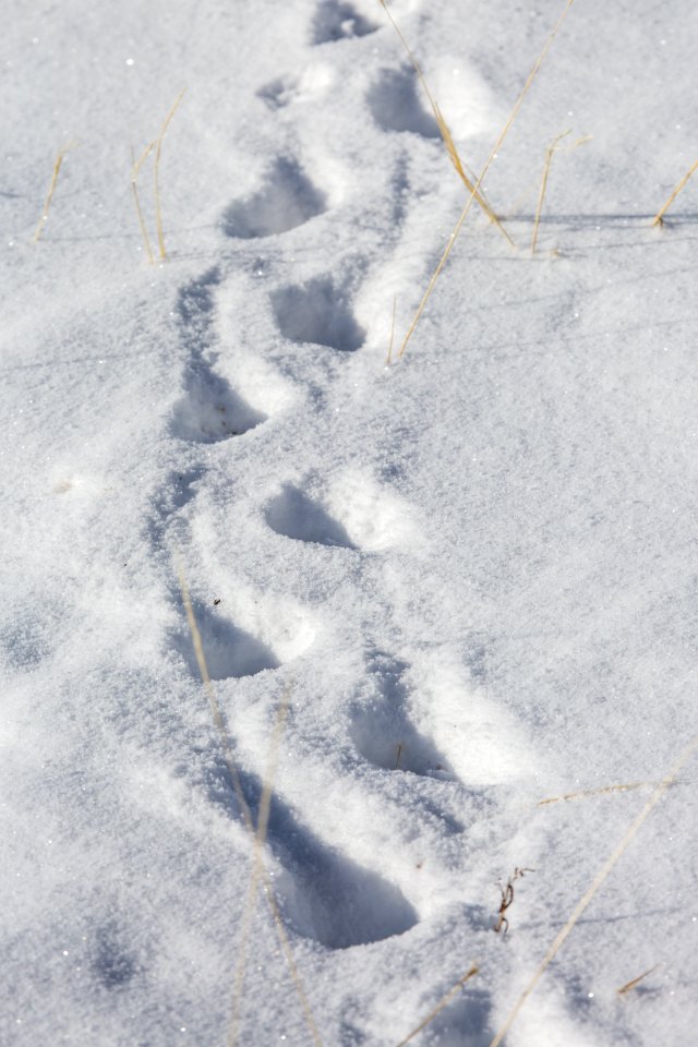 Badger tracks in fresh snow