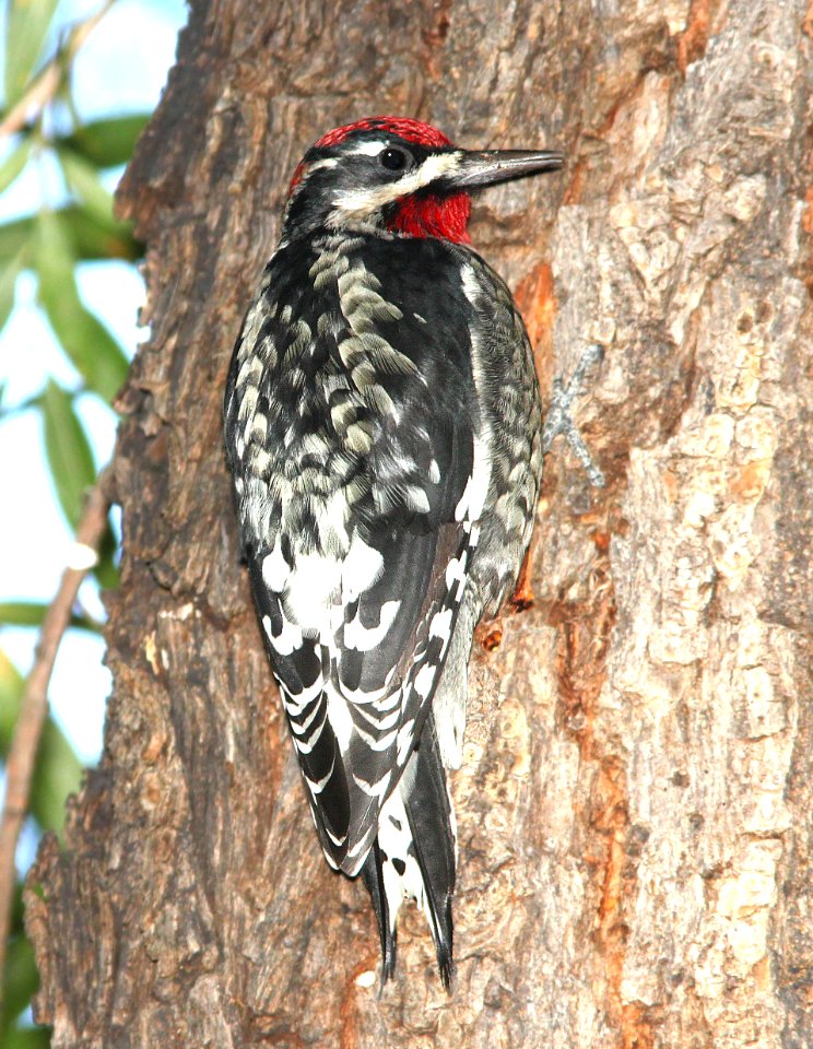 530 - RED-NAPED SAPSUCKER (9-30-12) pena blanca lake, scc, az -01