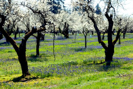 Spring blooms, Oregon photo